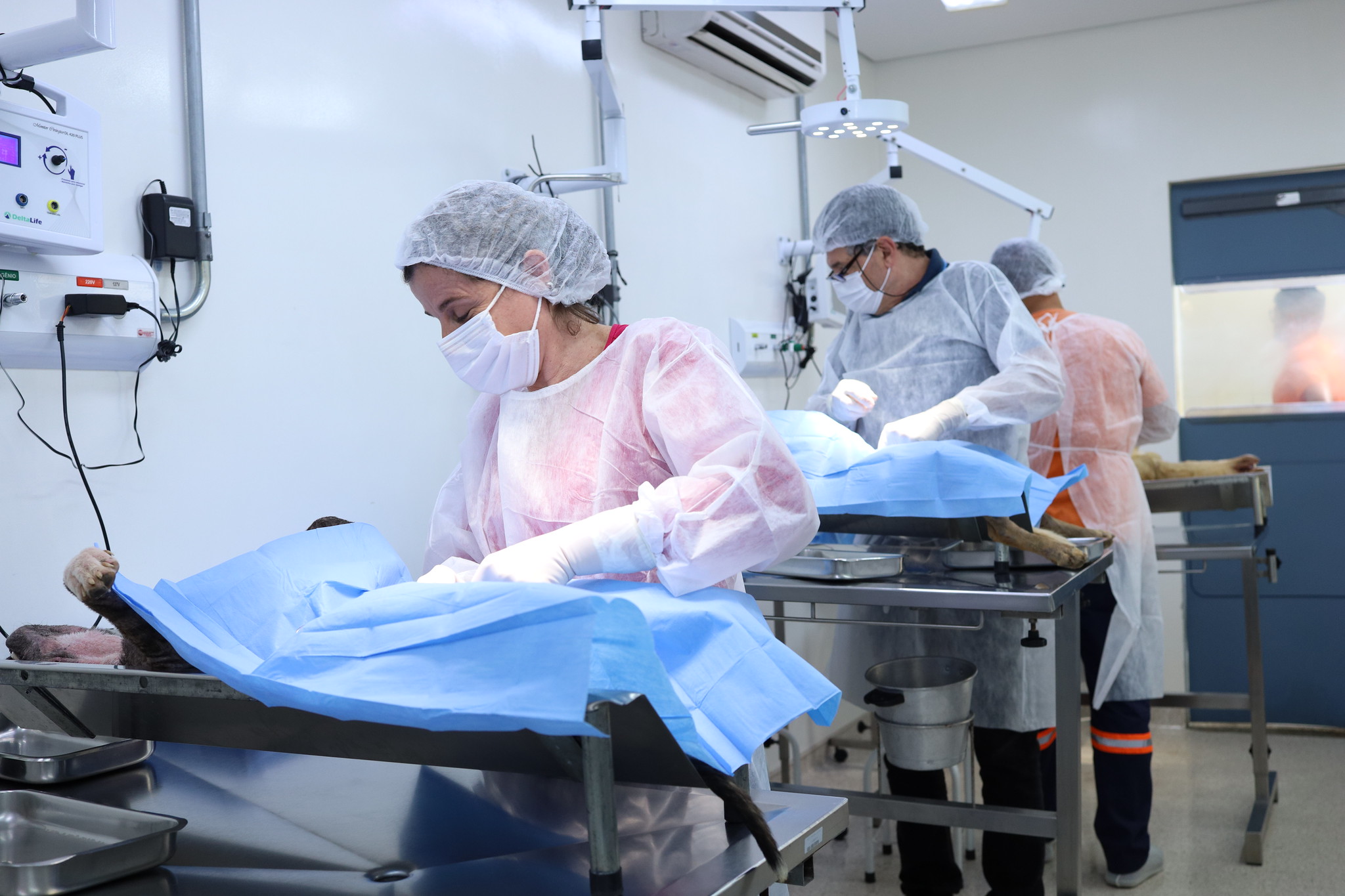 A foto apresenta o interior de um centro cirúrgico veterinário moderno e bem equipado, focado em um mutirão ou rotina de castração.Em primeiro plano: Uma médica veterinária, usando equipamentos de proteção individual (máscara, touca, luvas e avental descartável), realiza o procedimento em um animal que está coberto por um campo cirúrgico azul estéril. Apenas uma pequena parte da pata e cauda do animal é visível, preservando a sensibilidade do leitor. Segundo plano: Ao fundo, outros dois profissionais trabalham em mesas cirúrgicas paralelas, indicando uma operação coordenada e eficiente (comum em campanhas públicas de castração).