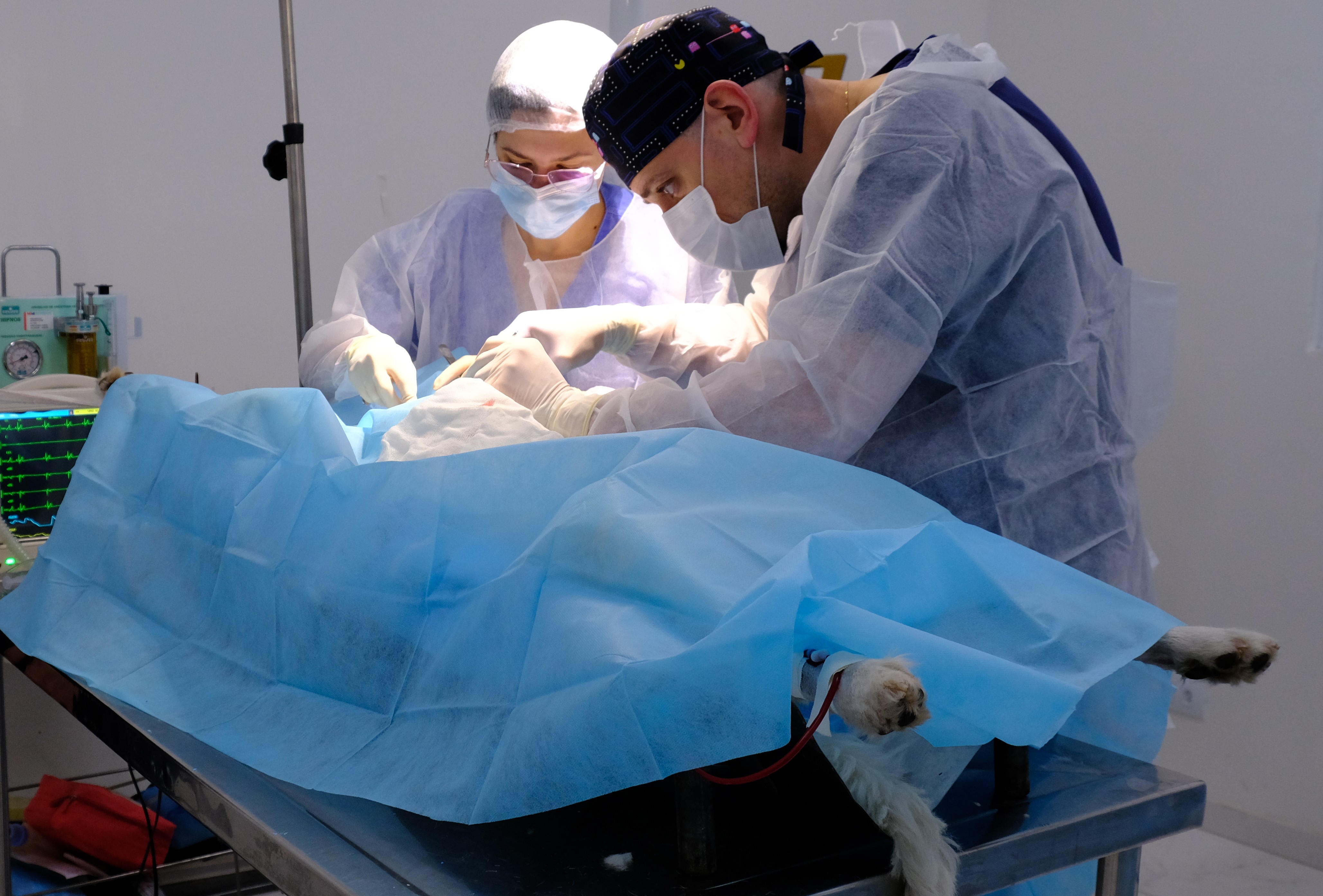 A imagem mostra um procedimento cirúrgico em andamento em um ambiente clínico ou hospitalar. Dois profissionais de saúde, vestindo aventais descartáveis, luvas, máscaras e toucas cirúrgicas, estão concentrados na realização da cirurgia sobre um animal, provavelmente um cão, que está deitado sobre uma mesa cirúrgica.  O animal encontra-se anestesiado e coberto por campos cirúrgicos azuis, deixando exposta apenas a área do procedimento. É possível ver uma das patas traseiras e parte do rabo para fora do campo. Ao lado da mesa, há equipamentos de monitoramento, incluindo um monitor com sinais vitais, indicando acompanhamento anestésico durante a intervenção.  A cena transmite um contexto de cirurgia veterinária, com atenção às normas de assepsia, iluminação focada na área operada e trabalho cuidadoso da equipe.