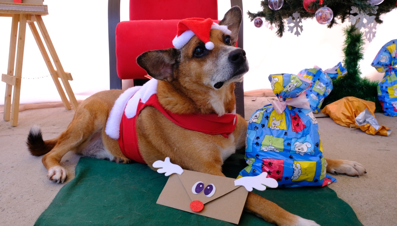 A imagem mostra um cachorro de porte médio, deitado sobre um tapete verde, vestido com uma fantasia natalina — um colete vermelho com detalhes brancos e um gorro de Papai Noel. Ele olha para cima com expressão atenta. Ao lado da pata dianteira há um envelope decorado como um rosto de rena, com olhos grandes, chifres brancos e um nariz vermelho brilhante.  À direita do cachorro, há um grande pacote de presente embrulhado em papel azul estampado com desenhos de cachorros. Ao fundo, vê-se uma cadeira vermelha e parte de uma árvore de Natal decorada com bolas e flocos de neve. Também há outros presentes coloridos espalhados pelo cenário, reforçando o clima natalino.