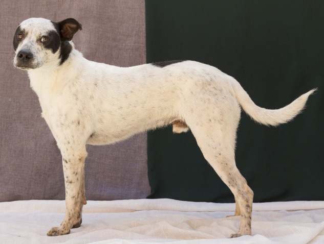 A imagem mostra um cachorro de porte médio, com pelagem curta predominantemente branca, salpicada de pequenas manchas escuras ao longo do corpo. Ele tem uma grande mancha preta envolvendo um dos olhos e a orelha do mesmo lado, enquanto a outra orelha é clara.  O animal está em posição lateral, em pé, com o corpo bem definido e postura atenta. A cauda é fina e levemente curvada, e as pernas são longas e esguias. O cão aparenta estar calmo e saudável, com expressão alerta.  O fundo é neutro, dividido entre um painel escuro e outro claro, o que ajuda a destacar o contorno do animal, sugerindo que a foto foi feita em um ambiente controlado ou estúdio, possivelmente para fins de registro ou adoção.