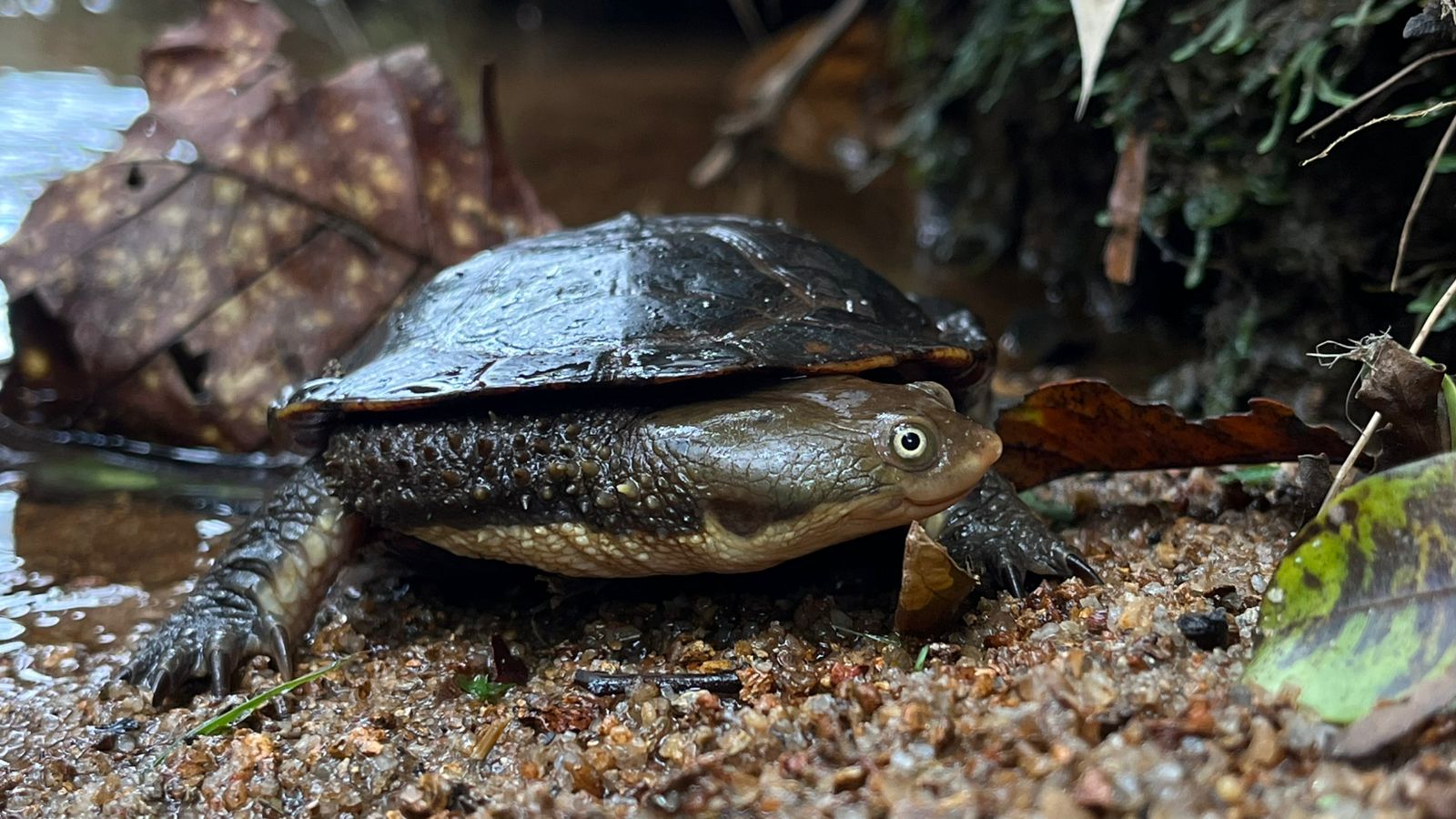 Imagem em close de um pequeno cágado em ambiente natural e úmido. O animal ocupa o centro da cena, visto de perfil, com o casco arredondado e achatado em tom marrom-escuro quase preto, com aspecto molhado e levemente brilhante. A borda do casco é um pouco mais clara, em tom marrom-amarelado.  A cabeça e o pescoço do cágado são alongados, com pele em tom marrom-oliva e textura rugosa, cheia de pequenas saliências. O olho é bem visível, arredondado, com íris clara em tom esverdeado-amarelado e pupila escura, dando um destaque expressivo ao rosto do animal. As patas, também em tons de marrom-escuro e acinzentado, aparecem apoiadas no chão, com dedos e unhas bem definidos.  O cágado está sobre um solo úmido, formado por areia e pequenos grãos em tons de marrom, bege e laranja. Ao redor, há folhas secas em tons de marrom, ferrugem e amarelo, além de algumas folhas verdes e musgo escuro, indicando um ambiente de floresta ou beira de córrego. Ao fundo, a imagem fica mais desfocada, com cores escuras e esverdeadas, reforçando a sensação de sombra e umidade.  No conjunto, a cena tem cores predominantemente terrosas e verdes, com aparência de ambiente natural, fresco e úmido, e destaca o cágado como elemento principal em primeiro plano.
