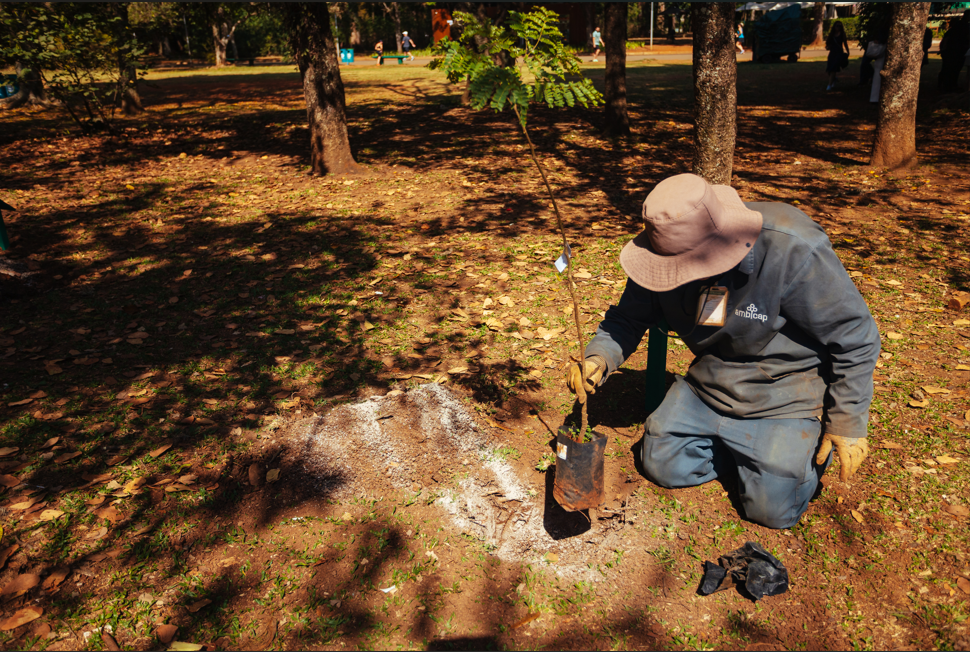 Na imagem, um trabalhador da empresa Amlurb prepara o solo para o plantio de uma muda no Bosque das Nações, no Parque Ibirapuera. A ação faz parte da iniciativa promovida pela Prefeitura de São Paulo, em parceria com consulados, para representar simbolicamente diferentes países por meio de espécies nativas e fortalecer o compromisso ambiental e diplomático da cidade.