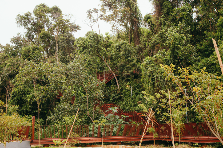 Fotografia de uma área de mata densa em um parque municipal. No centro da imagem, uma passarela elevada e escadarias metálicas na cor avermelhada atravessam a vegetação e sobem pela encosta, parcialmente encobertas pelas árvores e trepadeiras. Ao fundo, árvores altas com copas fechadas formam uma floresta urbana. Na parte inferior, há um trecho de deck com guarda-corpo metálico e mudas de árvores recém-plantadas, algumas apoiadas por estacas de madeira. A imagem destaca a integração da infraestrutura do parque com a vegetação nativa, preservando o ambiente natural.