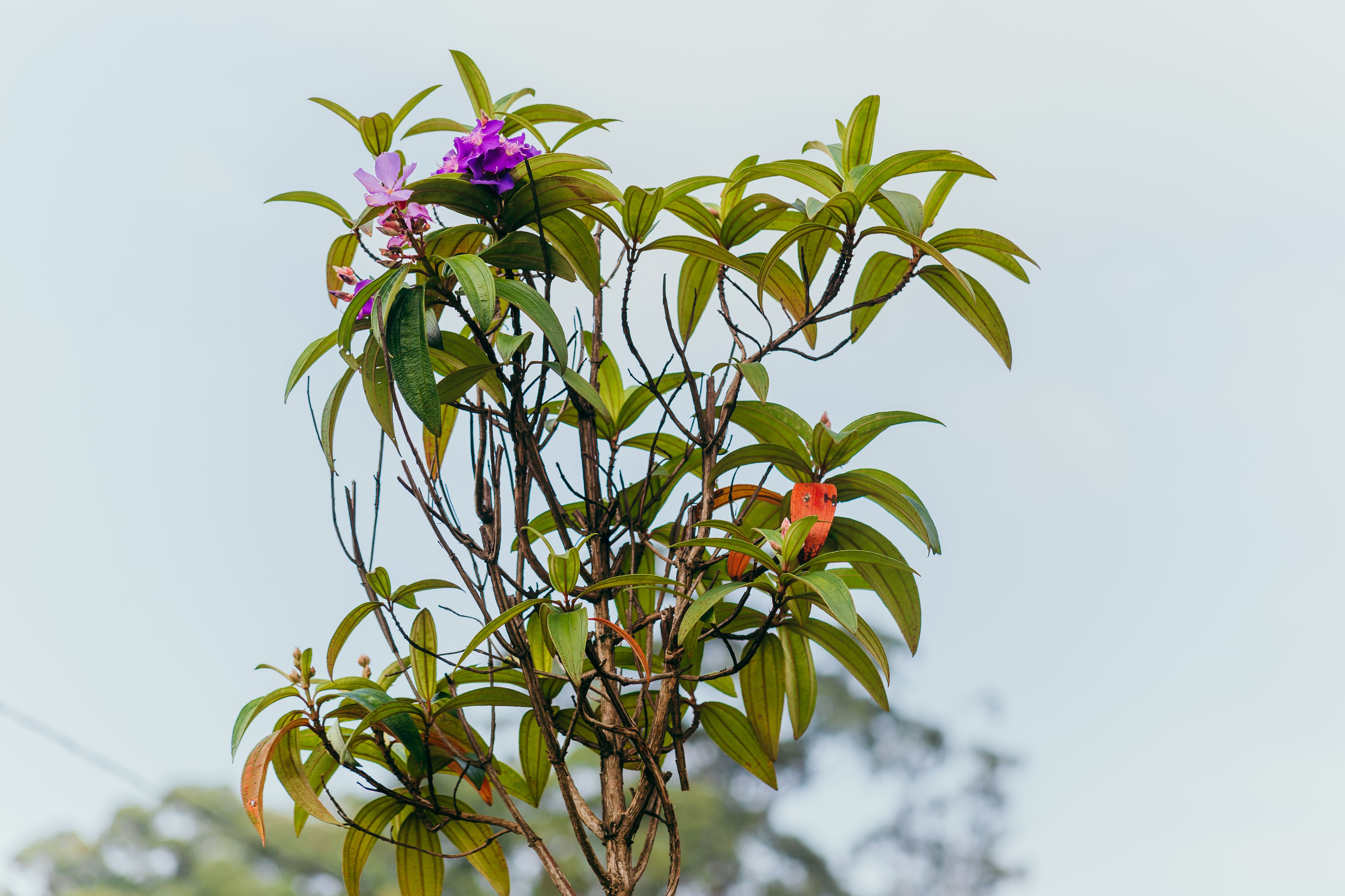 Ramo de uma árvore com folhas verdes alongadas e algumas flores roxas em destaque no topo. A planta se destaca contra um fundo claro de céu azul, com pouca presença de nuvens. Em meio às folhas, também é visível uma folha avermelhada, contrastando com o restante da vegetação.