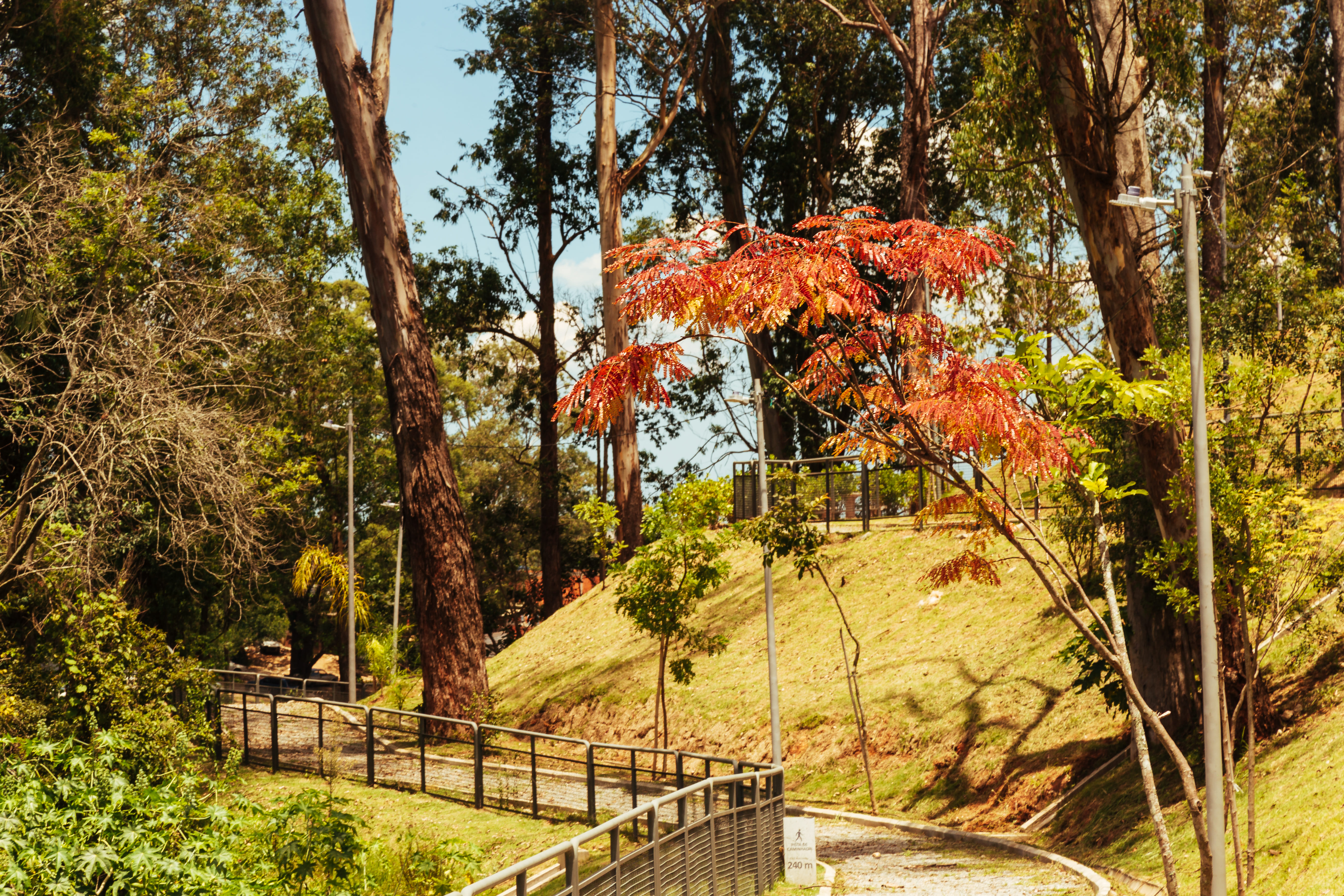 Caminho pavimentado em parque arborizado, com corrimãos metálicos acompanhando a trilha em curva. À direita, um pequeno morro gramado com árvores jovens e postes de iluminação. Em destaque, uma árvore de porte médio com folhas avermelhadas contrasta com o verde da vegetação ao redor. Ao fundo, árvores altas formam uma área sombreada sob céu claro e ensolarado.