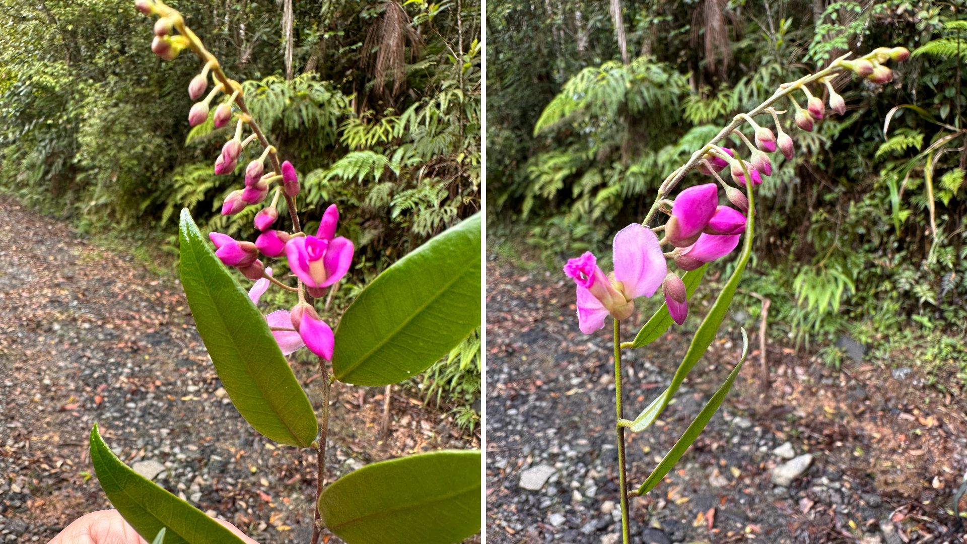 Duas fotos lado a lado mostram flores da espécie Securidaca paulensis, com pétalas em tons de rosa e roxo. Os botões florais aparecem em sequência ao longo de um ramo inclinado, acompanhado por folhas verdes alongadas. O fundo revela uma trilha de chão de terra e pedras, cercada por vegetação da Mata Atlântica.