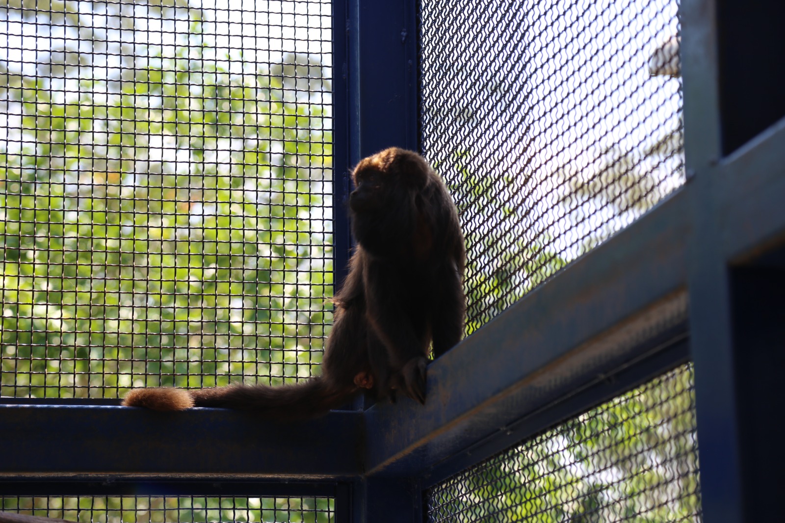 A imagem mostra um macaco prego em um recinto com estrutura metálica e tela de proteção, provavelmente em um centro de manejo de fauna silvestre. A iluminação destaca o animal em contraluz, evidenciando seu contorno e pelagem escura. Esse tipo de estrutura é comum em centros de reabilitação ou cativeiros provisórios para animais resgatados, onde recebem cuidados veterinários antes de serem reintroduzidos à natureza ou encaminhados a locais apropriados. O ambiente ao fundo sugere uma área arborizada, reforçando o contexto de conservação ambiental.