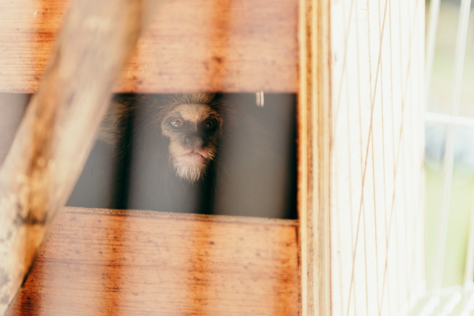 Um sagui observa atentamente por uma abertura em uma caixa de transporte de madeira. A imagem é vista através de uma grade, sugerindo que o animal está em um ambiente de cuidado ou transporte seguro. A luz suave destaca seu rosto curioso e expressivo, com pelos claros ao redor dos olhos e da boca.