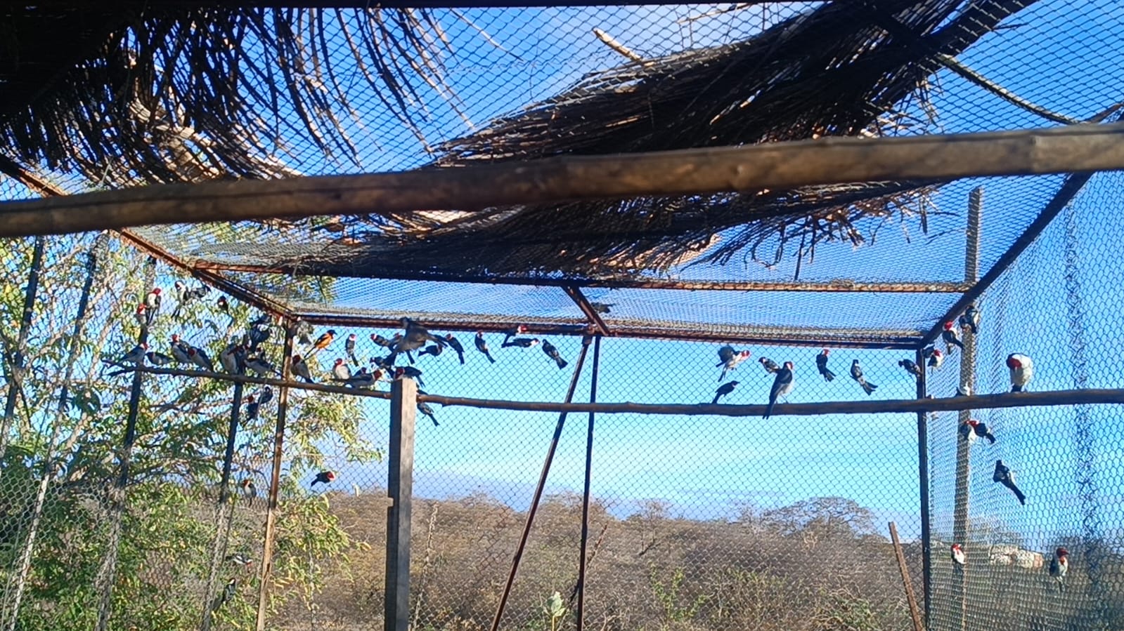 Diversos pássaros com cabeça vermelha, peito branco e asas escuras estão reunidos dentro de um viveiro de arame, pousados em galhos e nas laterais da estrutura. O teto é parcialmente coberto por folhas secas, e ao fundo vê-se a vegetação seca e o céu azul.