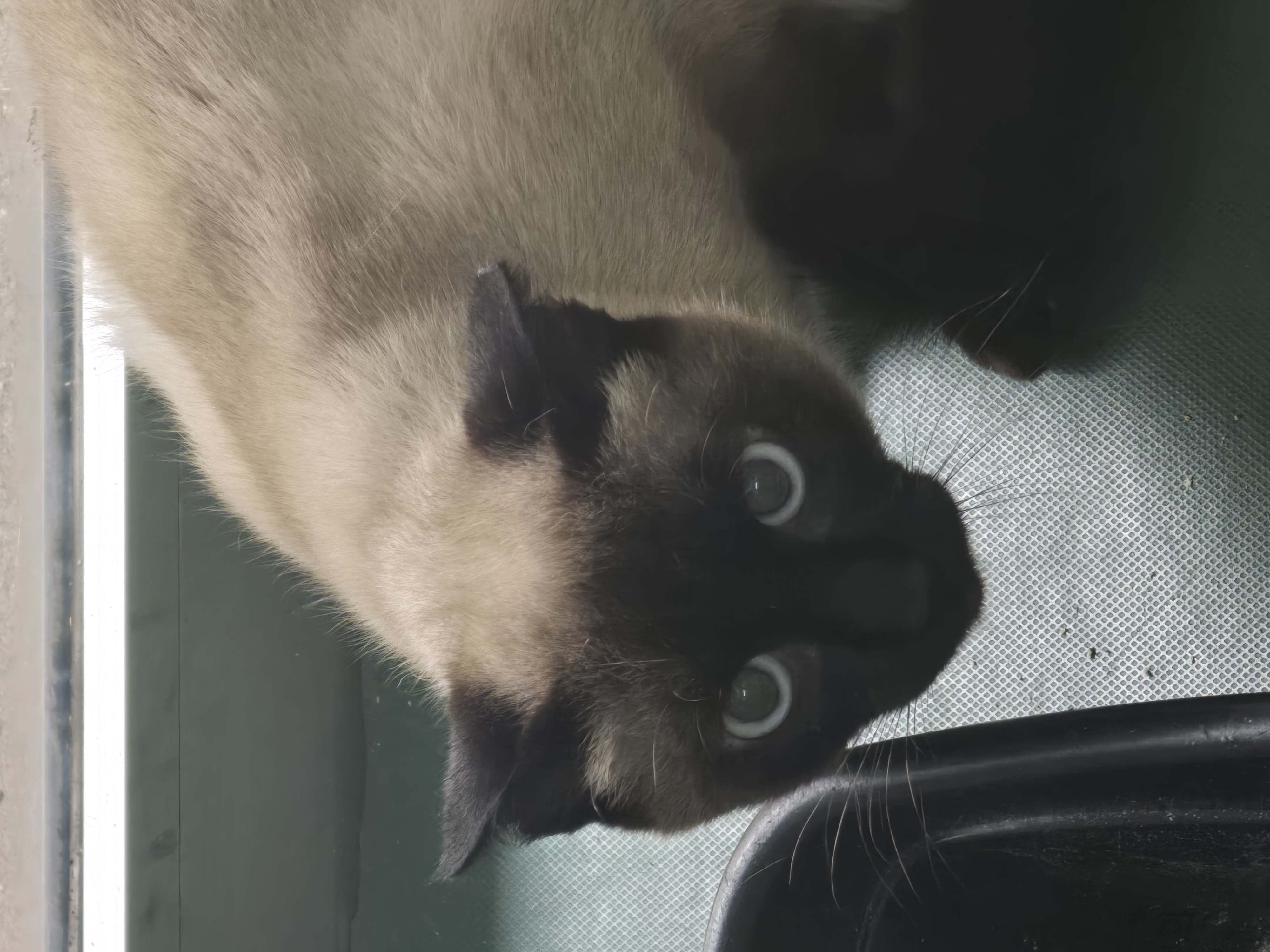 #PraCegoVer: Berlim é um gato de pelagem branca com manchas pretas, está deitado olhando para frente. 