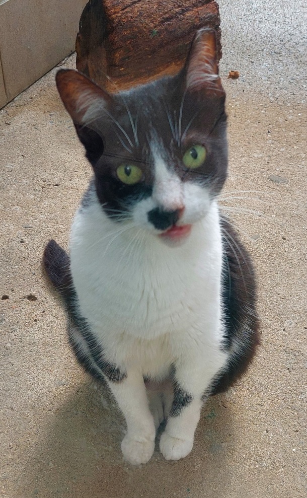 #PraCegoVer: Dercy é uma gata de pelagem branca com manchas pretas, possui olhos verdes e está sentada olhando para frente. 