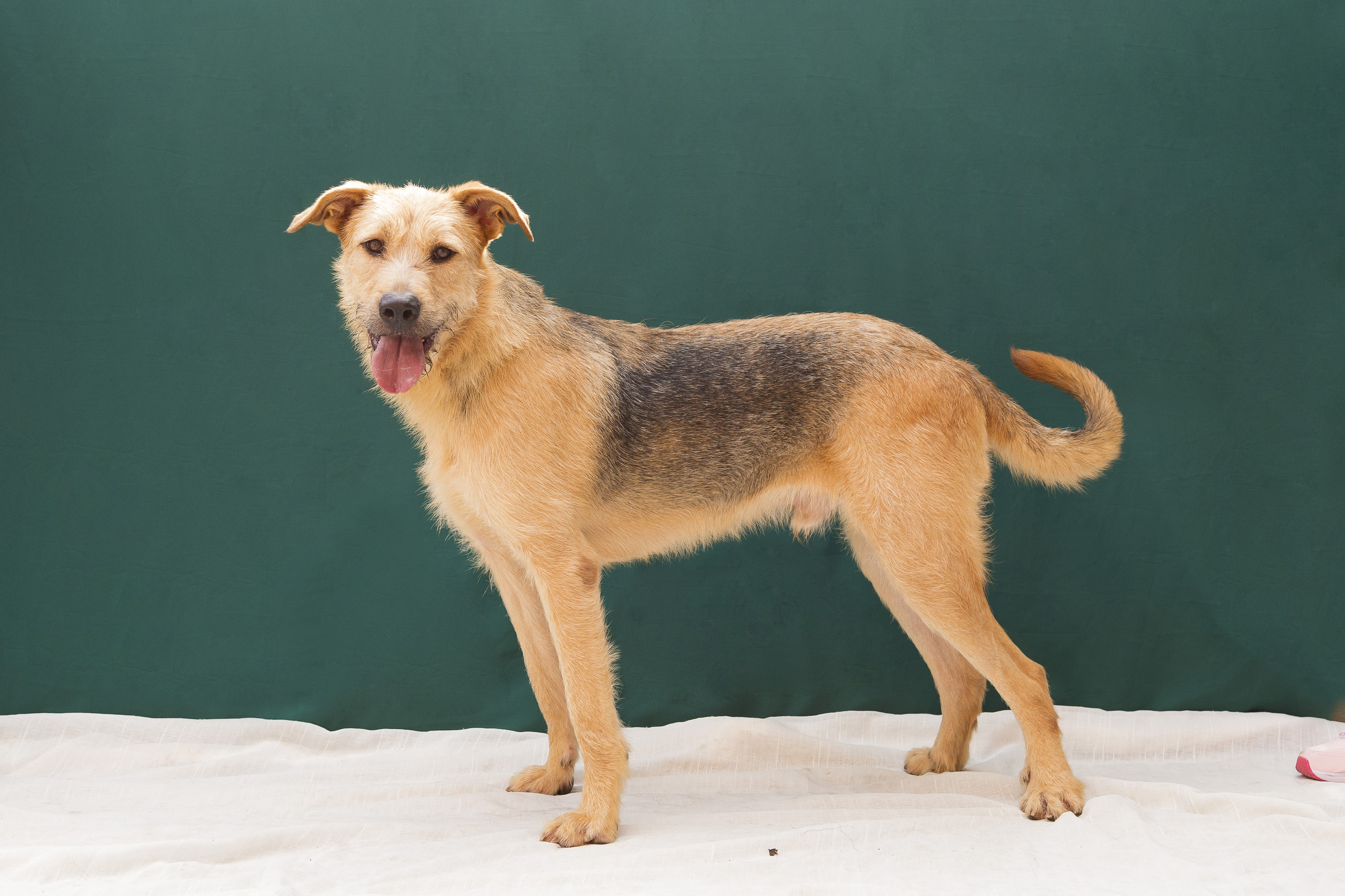 #PraCegoVer: Endrick é um cachorro de pelagem marrom com uma mancha preta, olhos castanhos e está em pé olhando para frente.