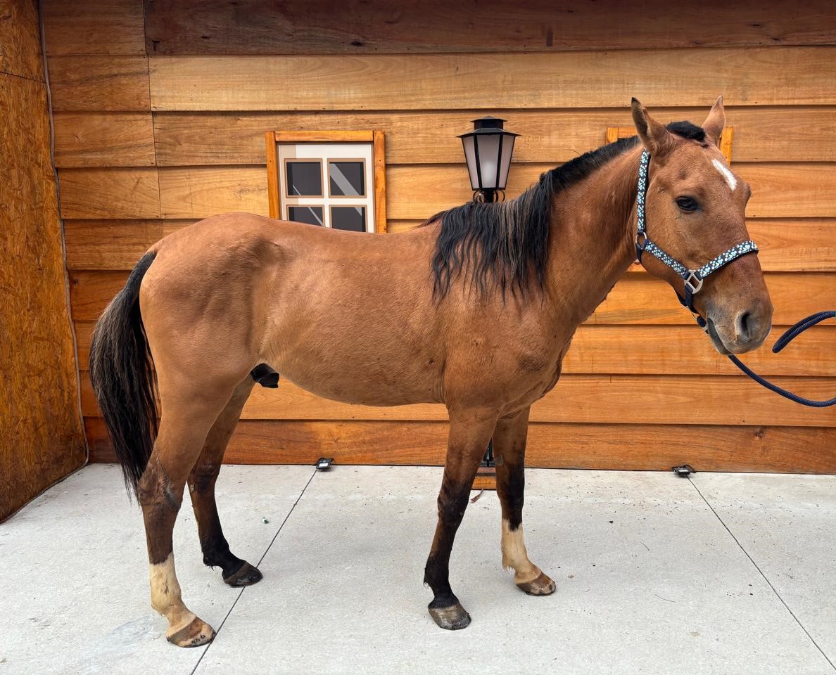  #PraCegoVer: Faísca é um cavalo de pelagem marrom com manchas brancas e pretas, possui os olhos pretos e está em pé olhando para frente. 