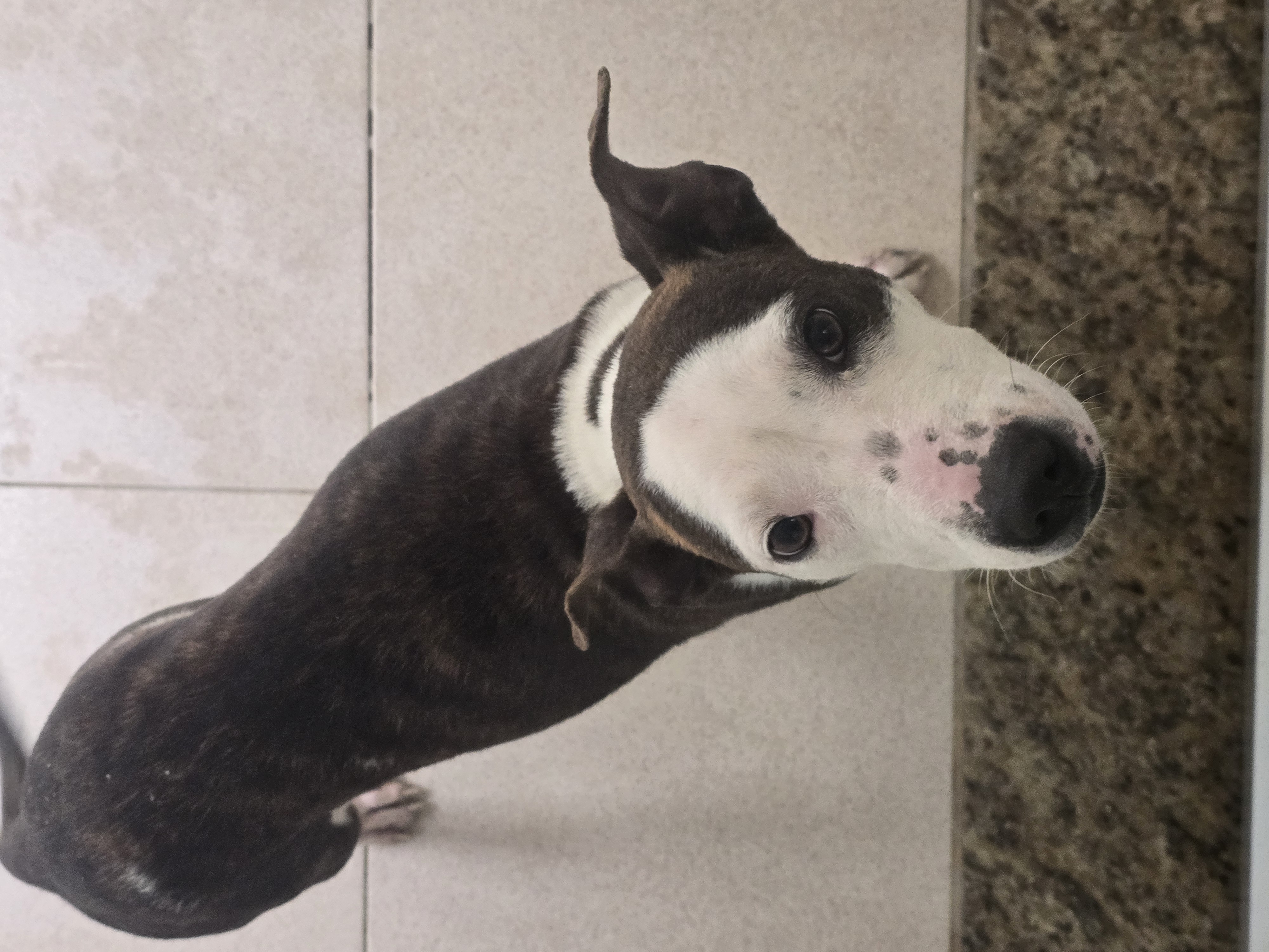 #PraCegoVer: Flora é uma cachorra de pelagem preta com manchas brancas, possui os olhos marrons e está em pé olhando para cima.