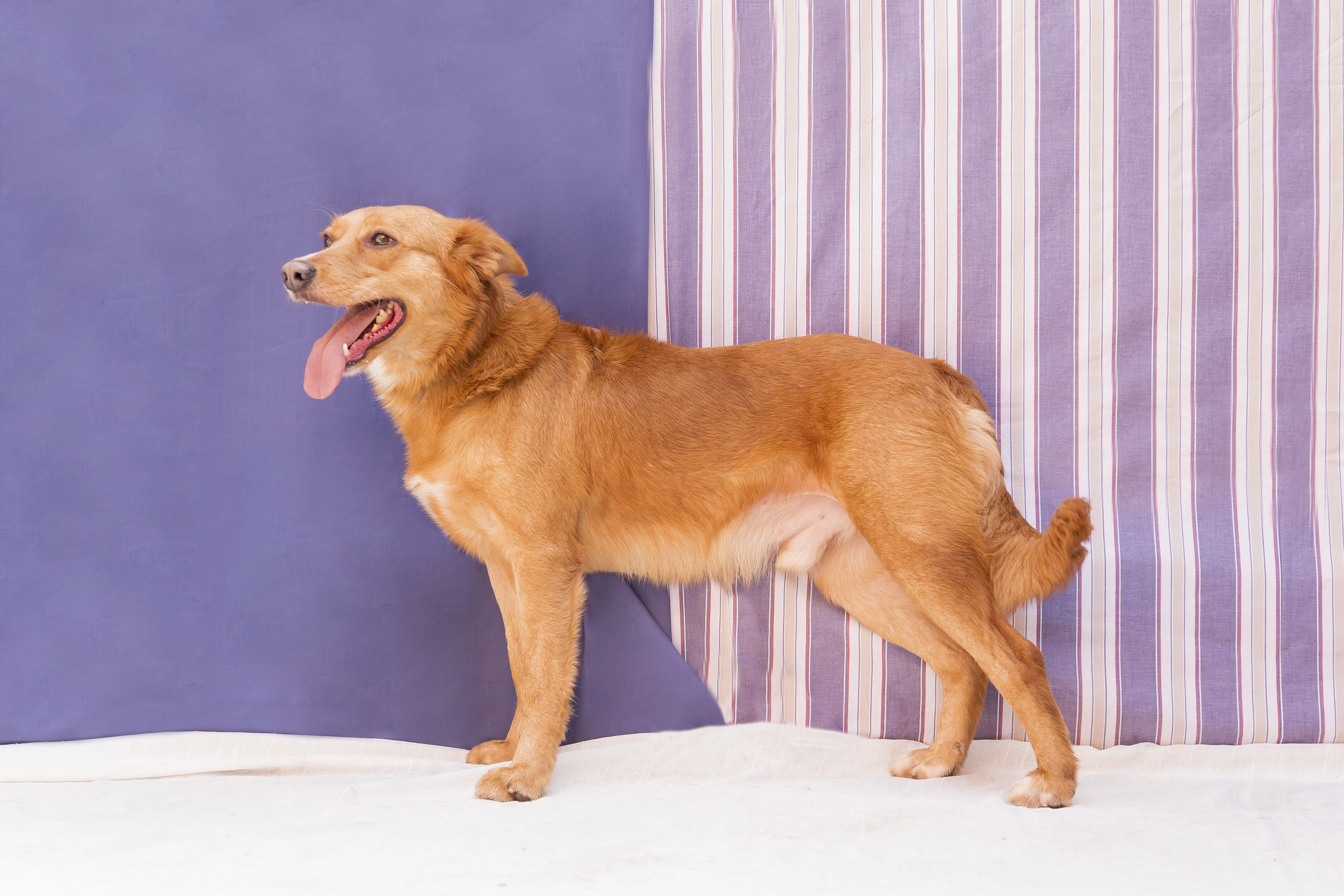 #PraCegoVer: Simba é um cachorro de pelagem inteira amarela, possui os olhos marrons e está em pé olhando para frente.