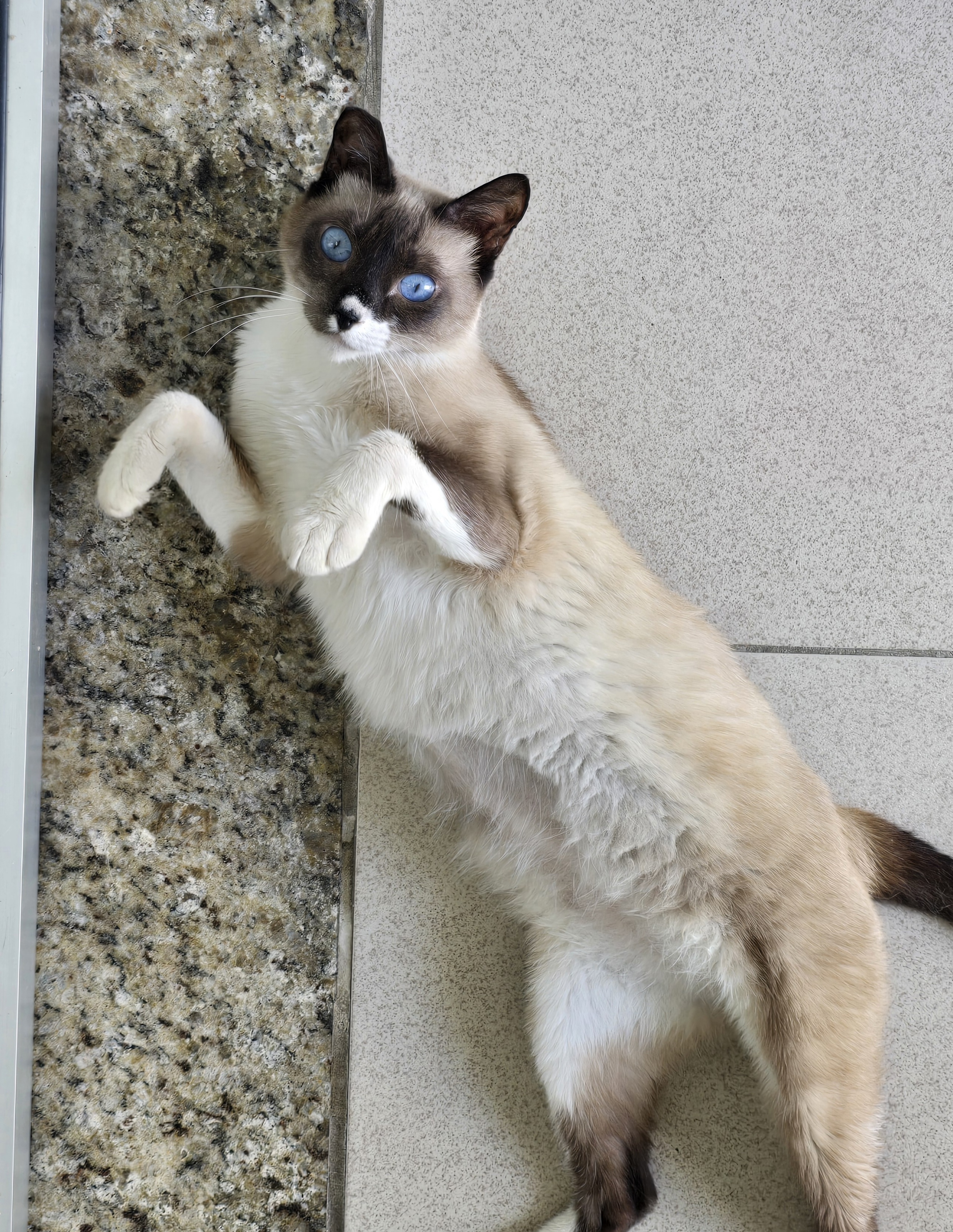 #PraCegoVer: Tchuquinha é uma gata de pelagem branca com manchas marrons, possui olhos azuis e está deitada com a barriga para cima. 