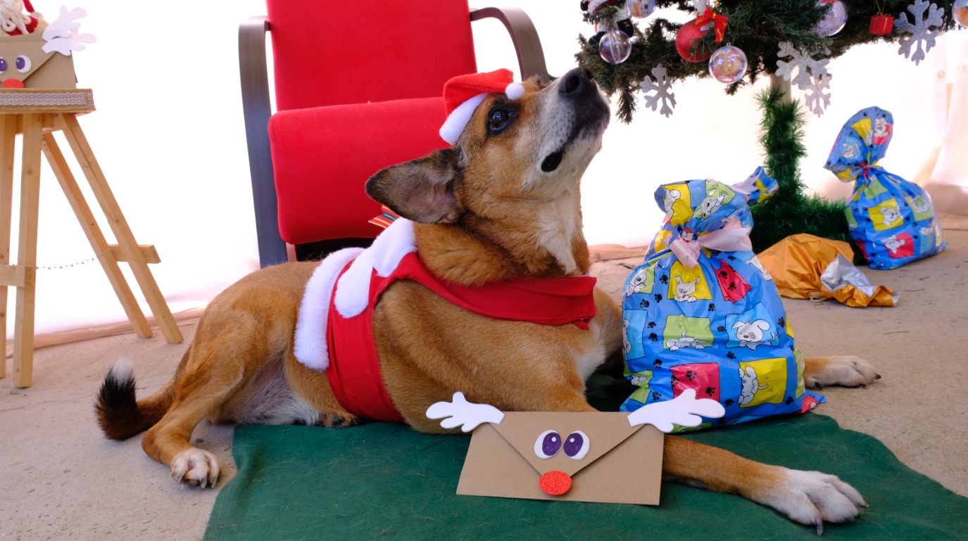 A imagem mostra um cachorro de porte médio deitado sobre um tapete verde, usando uma roupa temática de Natal, com gorro vermelho e branco e um acessório nas costas que lembra a roupa do Papai Noel. Ele olha para cima, em direção a uma árvore de Natal decorada com enfeites e bolas coloridas.  Ao lado do cachorro há presentes embrulhados em papéis coloridos e uma cadeira vermelha ao fundo. Em frente a ele, sobre o tapete, há um envelope decorado como uma rena, com olhos, chifre e nariz vermelho. O ambiente é claro e festivo, transmitindo um clima alegre e natalino.