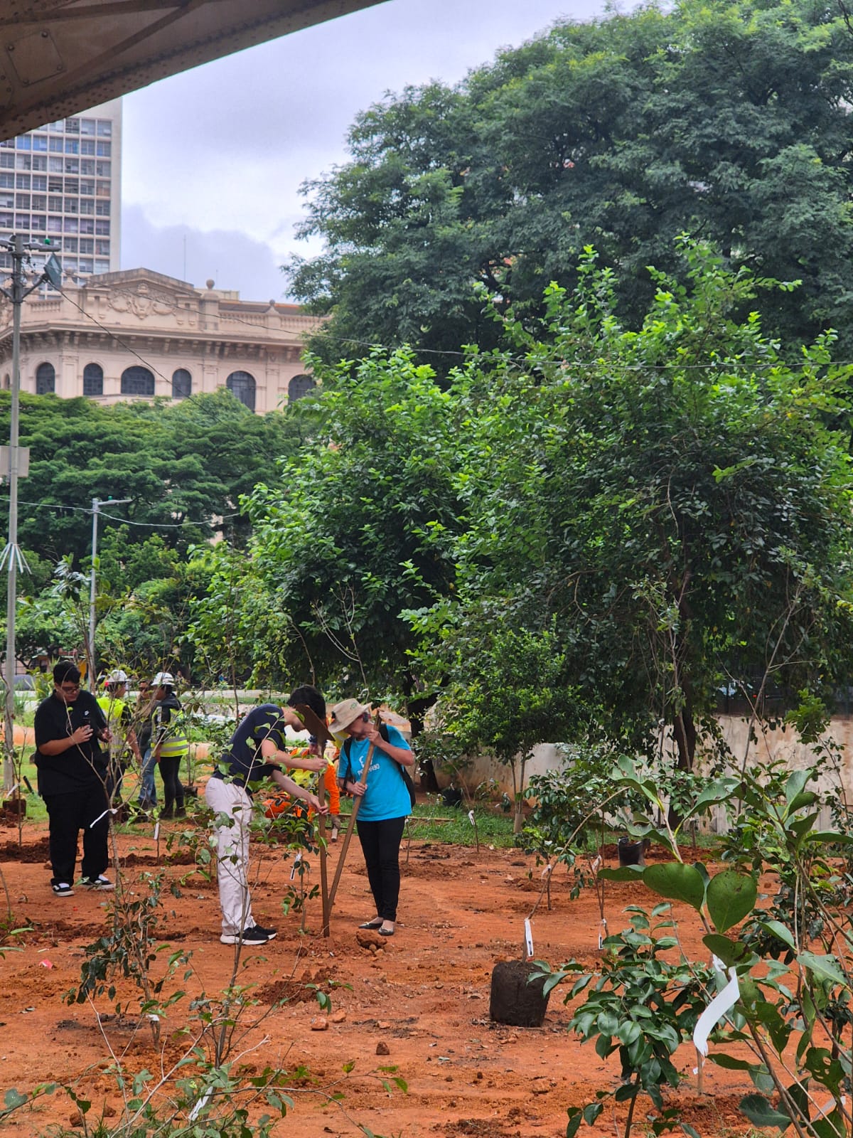 A imagem registra uma ação de plantio de árvores em uma área urbana com solo de terra avermelhada. No centro da foto, duas pessoas trabalham juntas: um homem de camiseta azul marinho e calça clara está inclinado, manuseando uma muda, enquanto uma mulher de camiseta azul clara, chapéu de abas largas e mochila segura uma ferramenta de apoio. Ao redor deles, diversas outras mudas pequenas já estão posicionadas no solo. À esquerda, um jovem de camiseta e calça pretas observa a ação, e ao fundo aparecem trabalhadores com coletes de sinalização amarelos. O cenário é composto por árvores densas e verdes, e a arquitetura ao fundo revela um edifício clássico com arcos e detalhes ornamentais, além de um prédio moderno mais alto. O céu está encoberto por nuvens claras e a parte superior da imagem é levemente emoldurada pela estrutura de um viaduto.